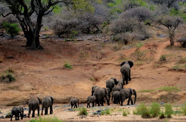 Parque Nacional Kruger, África do Sul