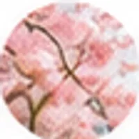 Flores de cerejeira